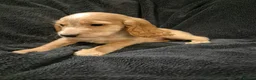 Cocker Spaniel dogs for sale: KC Health Clear Cocker Spaniels Puppies-Ready Now - Advert 18