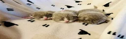 British Shorthair cats for sale: GCCF Chunky British Shorthair Kittens - Advert 4