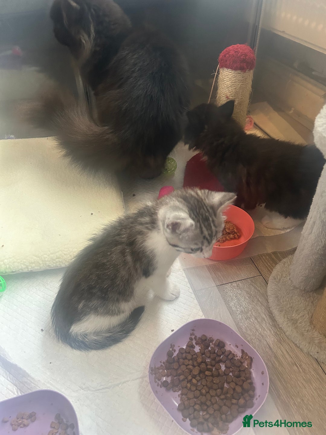 Mixed Breed cats for sale: Beautiful kittens  - Advert 2