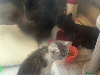 Mixed Breed cats Beautiful kittens - Advert 3