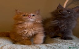 Maine Coon cats for sale: Pedigree Maine coon kittens READY NOW - Image 1