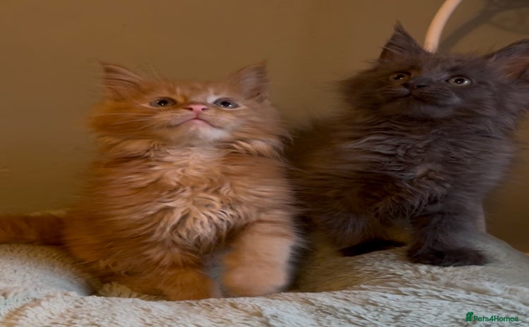 Maine Coon cats - Advert 4
