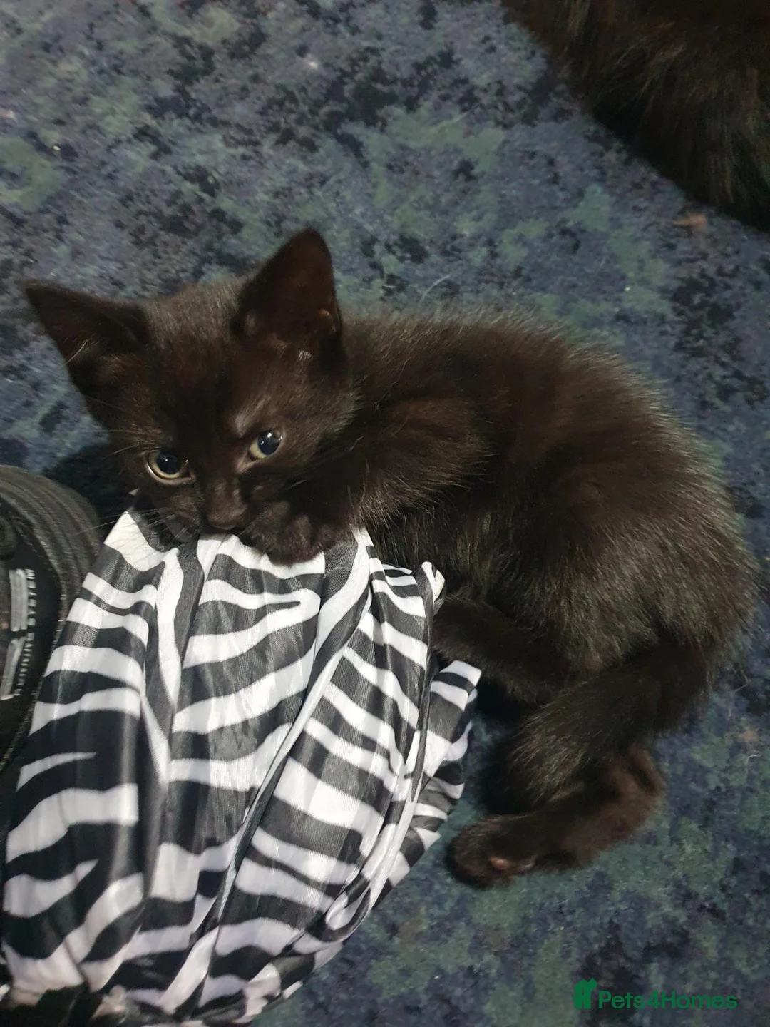 Mixed Breed cats for sale: 2 fluffy kittens - Advert 25