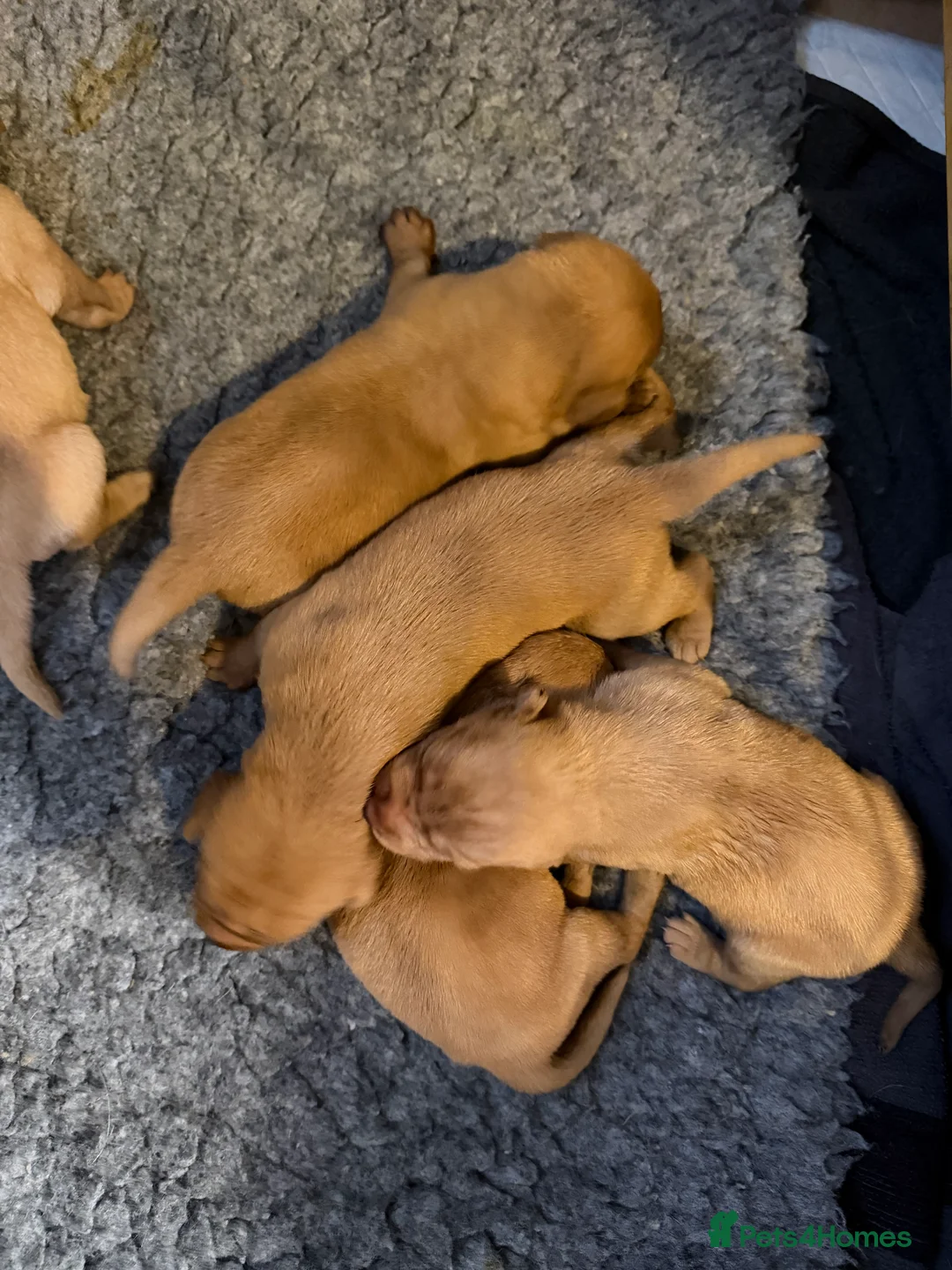 Labrador Retriever dogs for sale: FOX RED / GOLDEN LABRADOR PUPPIES - Advert 4