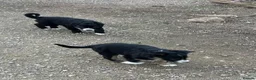 Border Collie dogs for sale: Two male border collie pups for sale - Advert 3
