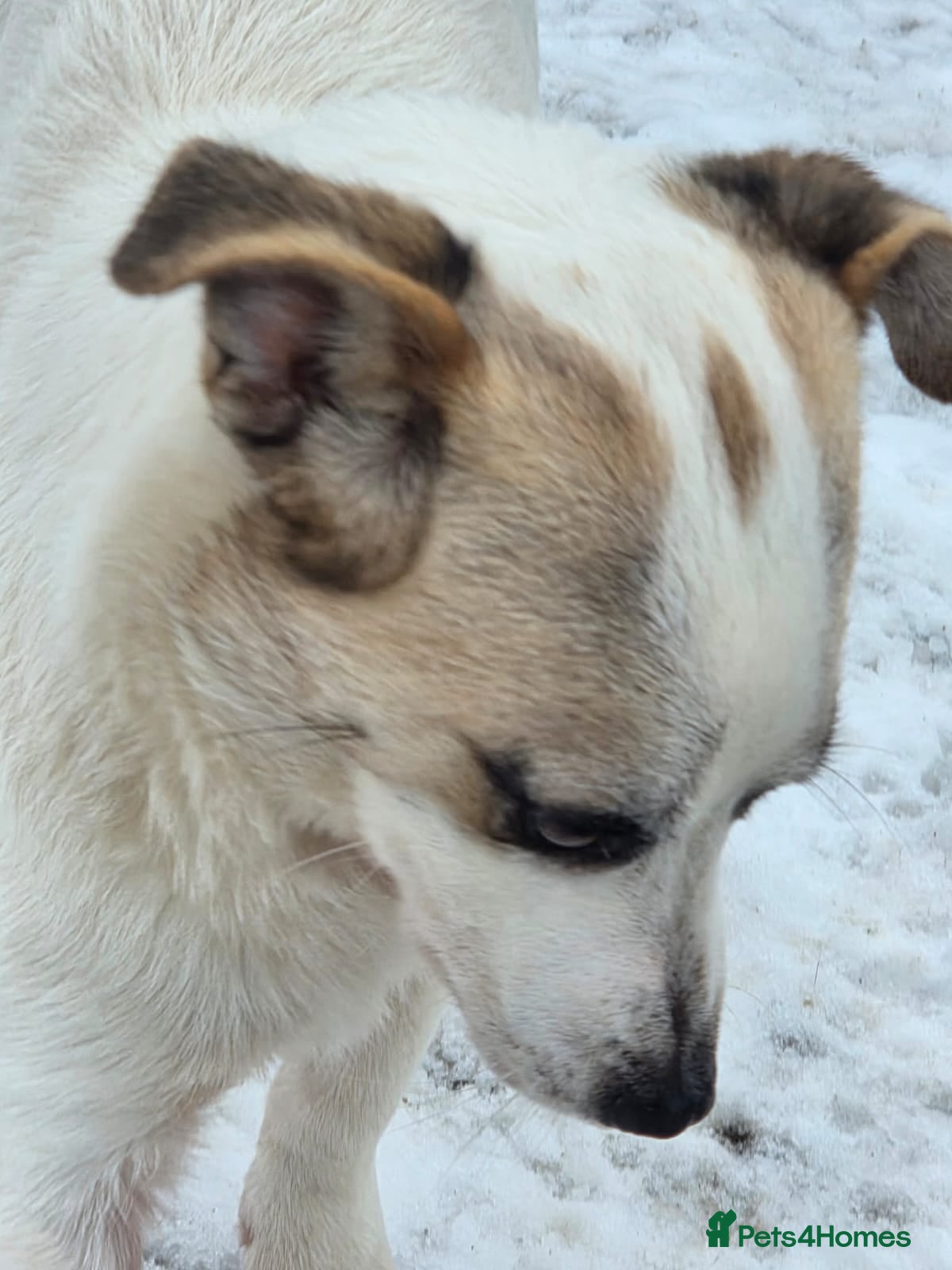 Mixed Breed dogs 🌟THOR – The Bright, Brave Young Explorer 🤍🐾 🌟 - Advert 10