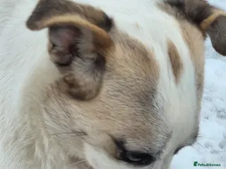 Mixed Breed dogs 🌟THOR – The Bright, Brave Young Explorer 🤍🐾 🌟 - Advert 1