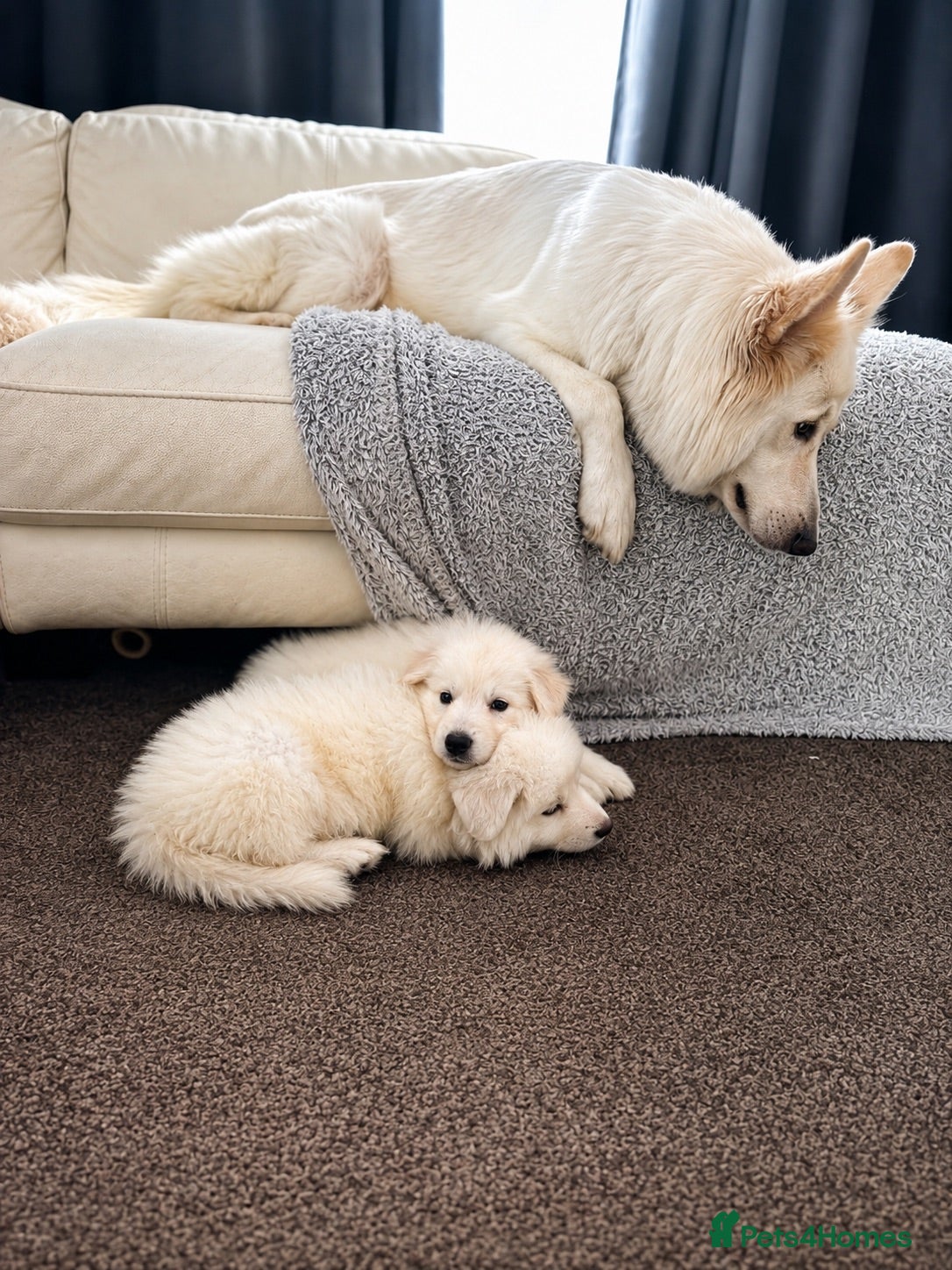 White Swiss Shepherd dogs Swiss white shepherds puppies  - Advert 2