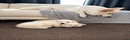 White Swiss Shepherd dogs for sale: 🐾 Swiss White Shepherd Puppies reduced 🐾 - Advert 21