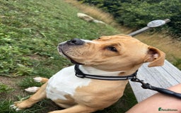 Mixed Breed dogs for sale: Winston - Image 3