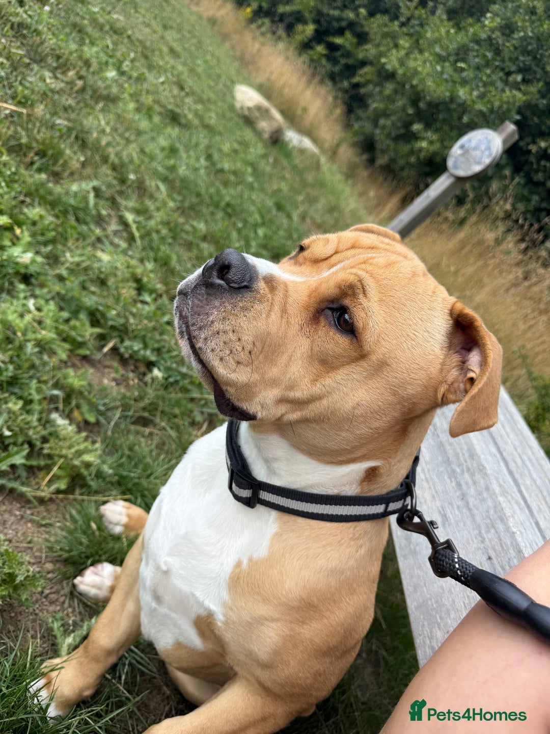 Mixed Breed dogs for sale: Winston - Image 3