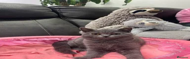 British Shorthair Kitten 4