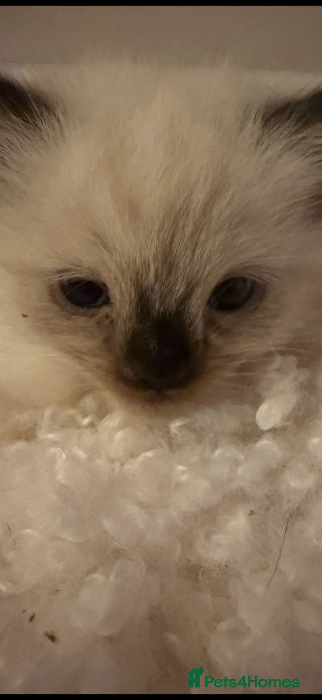 Ragdoll cats for sale: Beautiful Seal Point female Ragdoll kitten - Advert 15