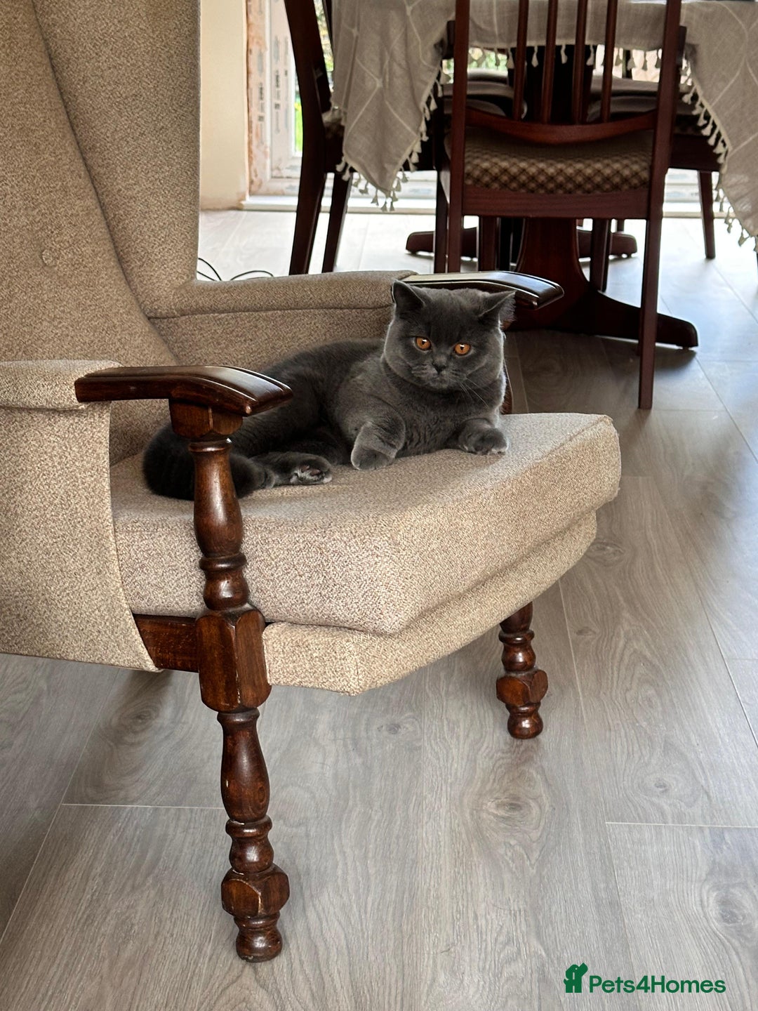 British Shorthair cats for sale: Fluffy British Shorthair Kitten  - Advert 14