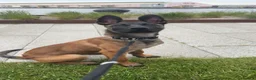 Belgian Shepherd Dog dogs for sale: 9 month old belgium malinois - Advert 13