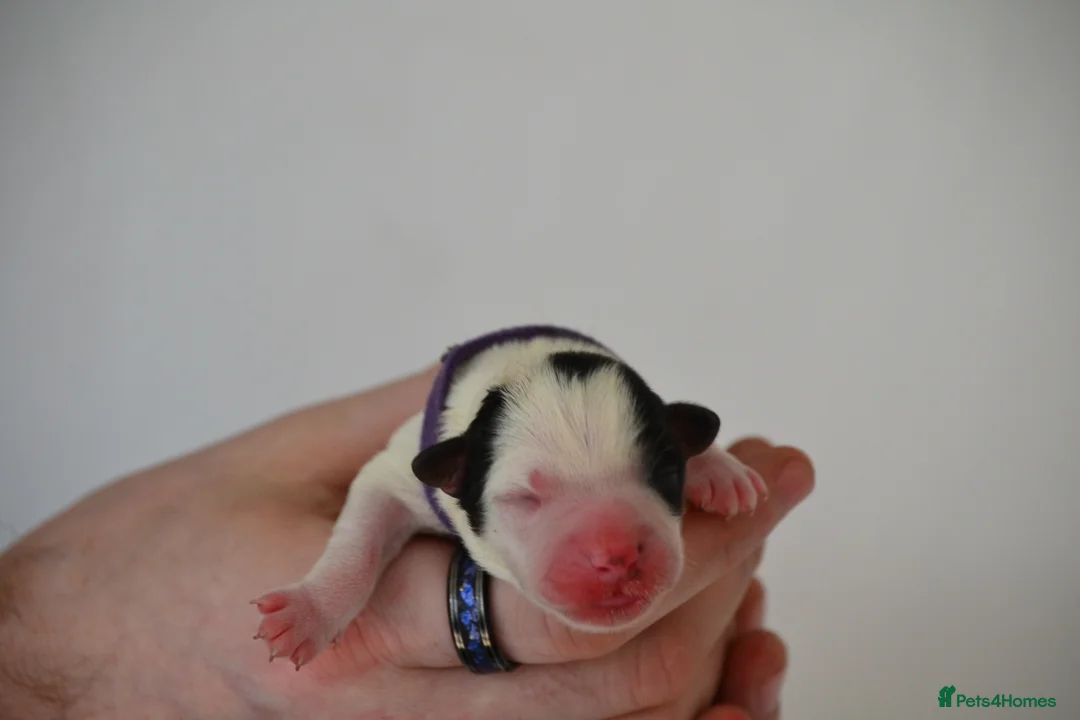 Jack Russell dogs for sale: Traditional Jack Russell  - Advert 18