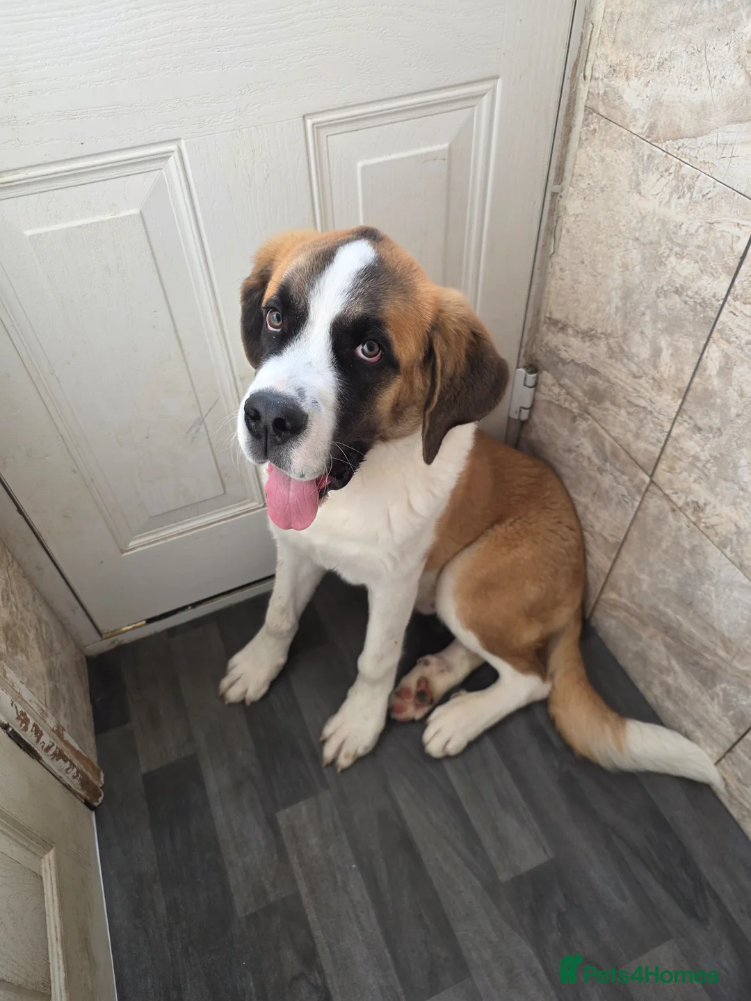Saint Bernard dogs for sale: BEAUTIFUL male st bernard pup - Advert 4