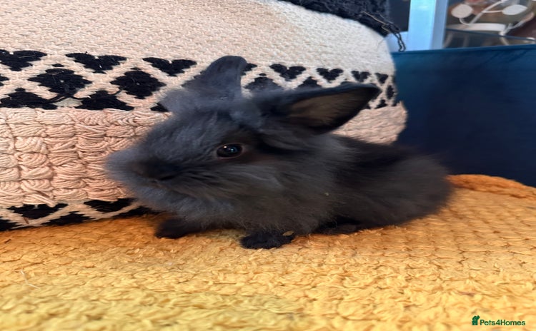 Lionhead rabbits - Advert 12