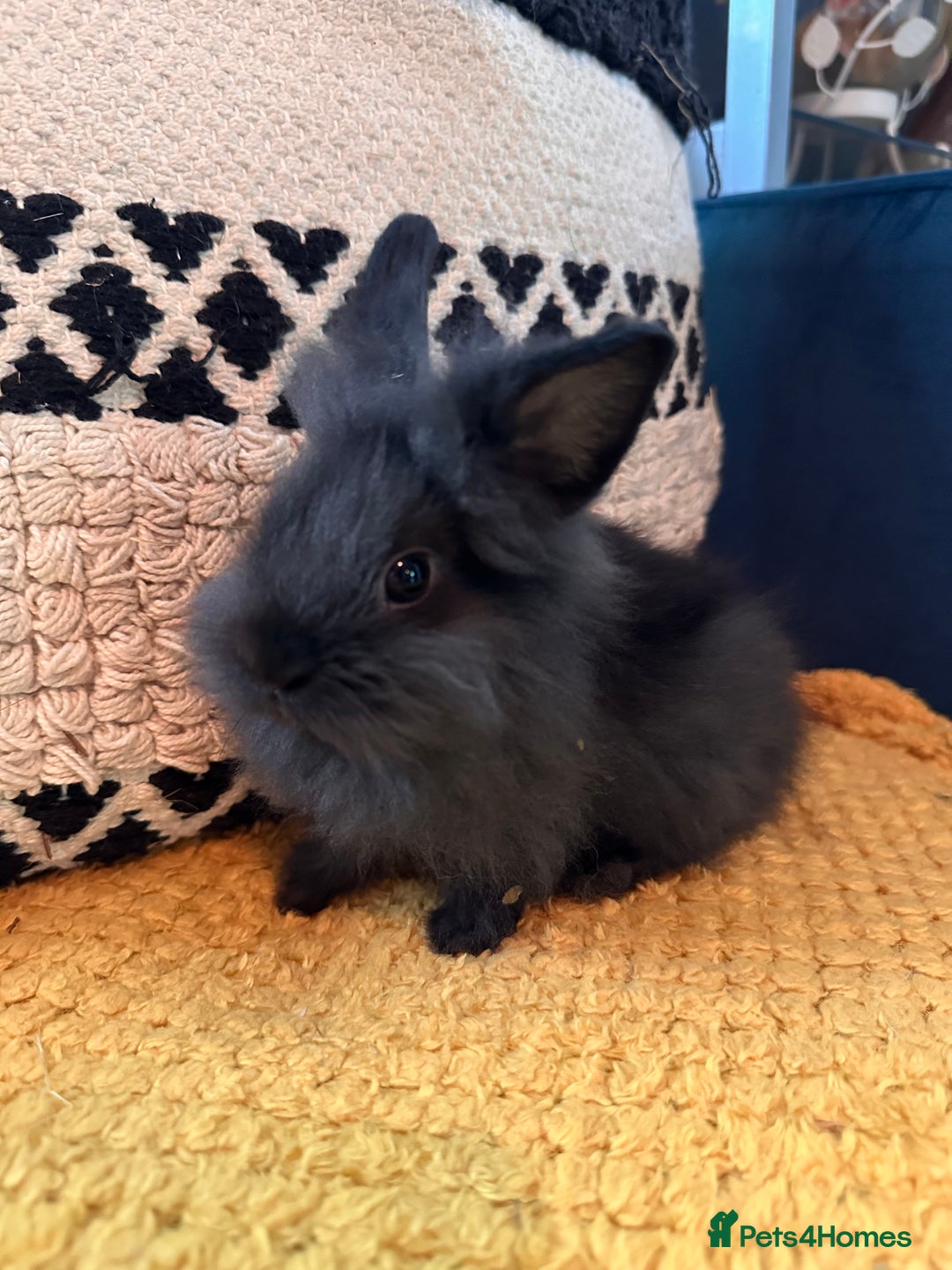 Lionhead rabbits for sale: Lionhead Babies for Sale  - Image 1