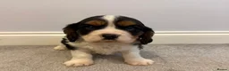 Cavalier King Charles Spaniel dogs for sale: Beautiful health tested cavalier King Charles  - Advert 3