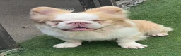 French Bulldog dogs for sale: Stunning French bulldog pups  in Winsford - Advert 2
