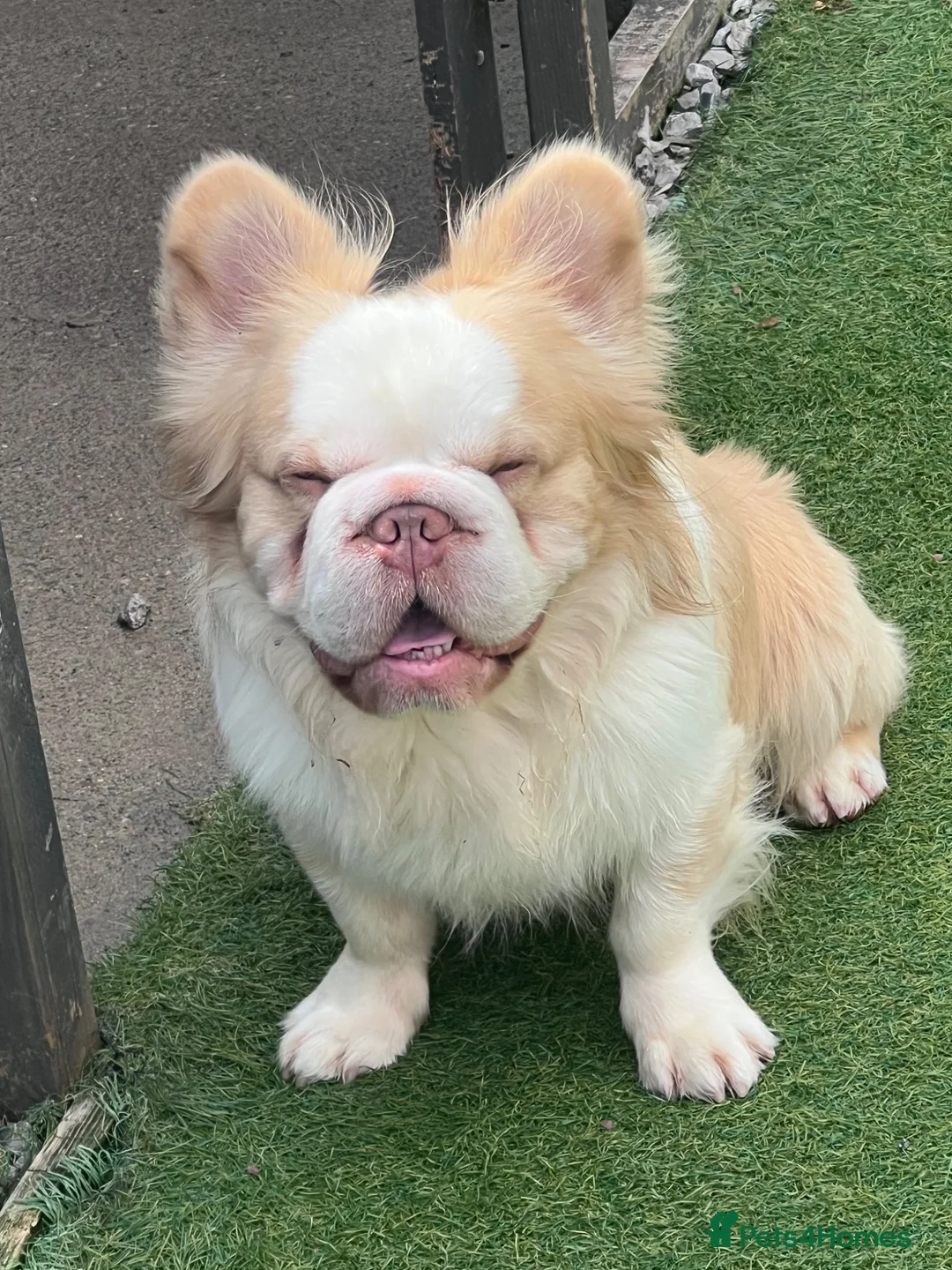 French Bulldog dogs for sale: Stunning French bulldog pups  in Winsford - Advert 2