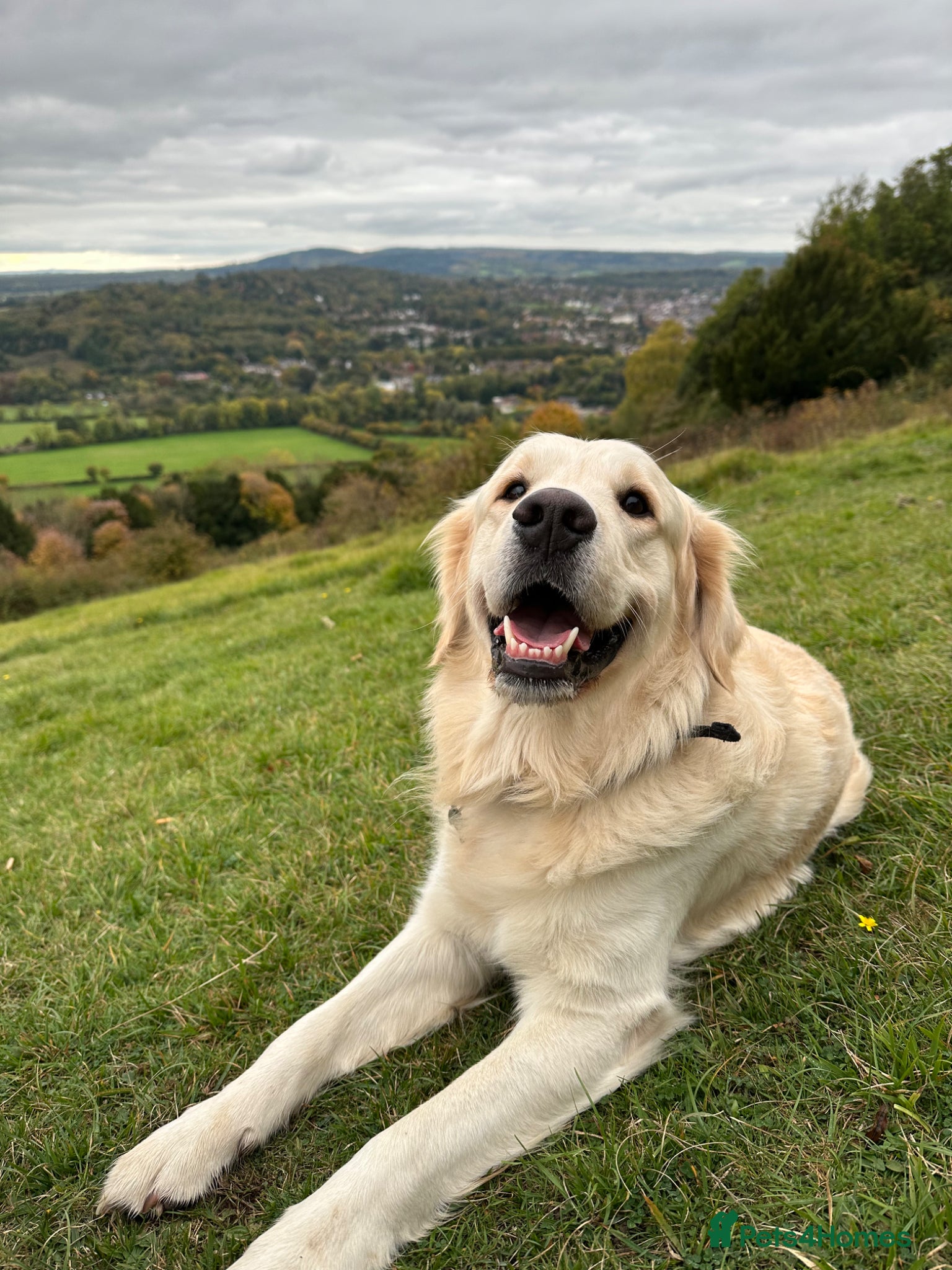 Golden Retriever dogs Brodie🤍 3 Year Old Golden Retriever! 🐶  - Advert 1