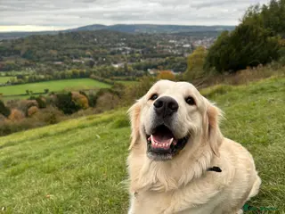 Golden Retriever dogs Brodie🤍 3 Year Old Golden Retriever! 🐶 - Advert 17
