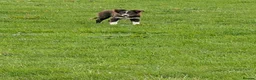 Border Collie dogs for sale: Kip red and white registered dog - Advert 3