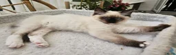 Ragdoll cats for sale: Purebred beautiful ragdoll kittens  - Advert 6