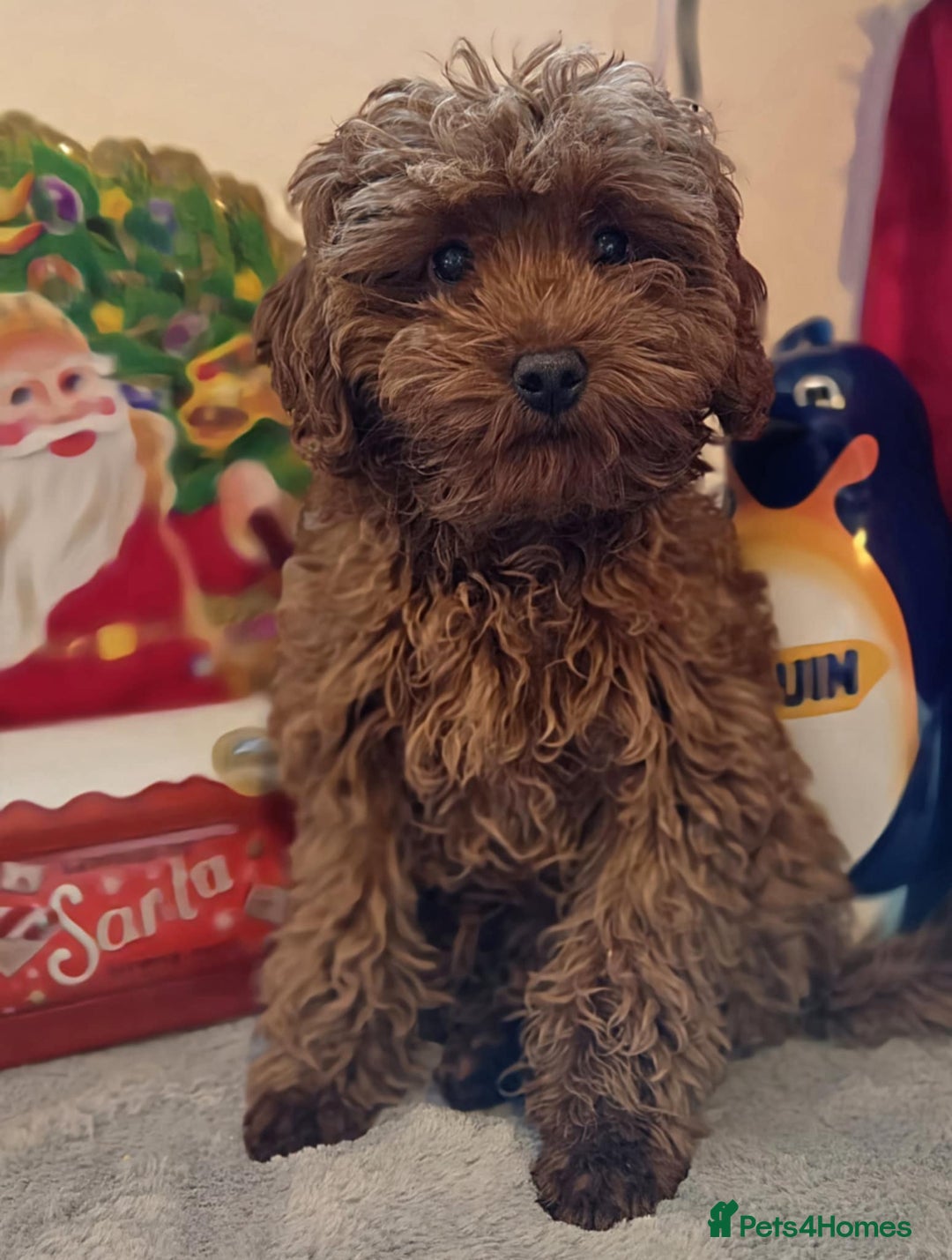 Maltipoo dogs for sale: red toy maltipoos, only 1 little boys left. - Advert 8