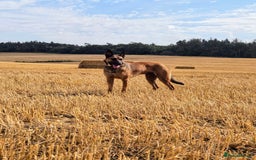Belgian Shepherd Dog dogs for sale: Belgian Malinois For Sale - Image 16
