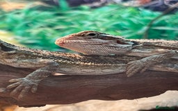 Bearded Dragon reptiles for sale: 5 baby bearded dragons for sale  - Image 4