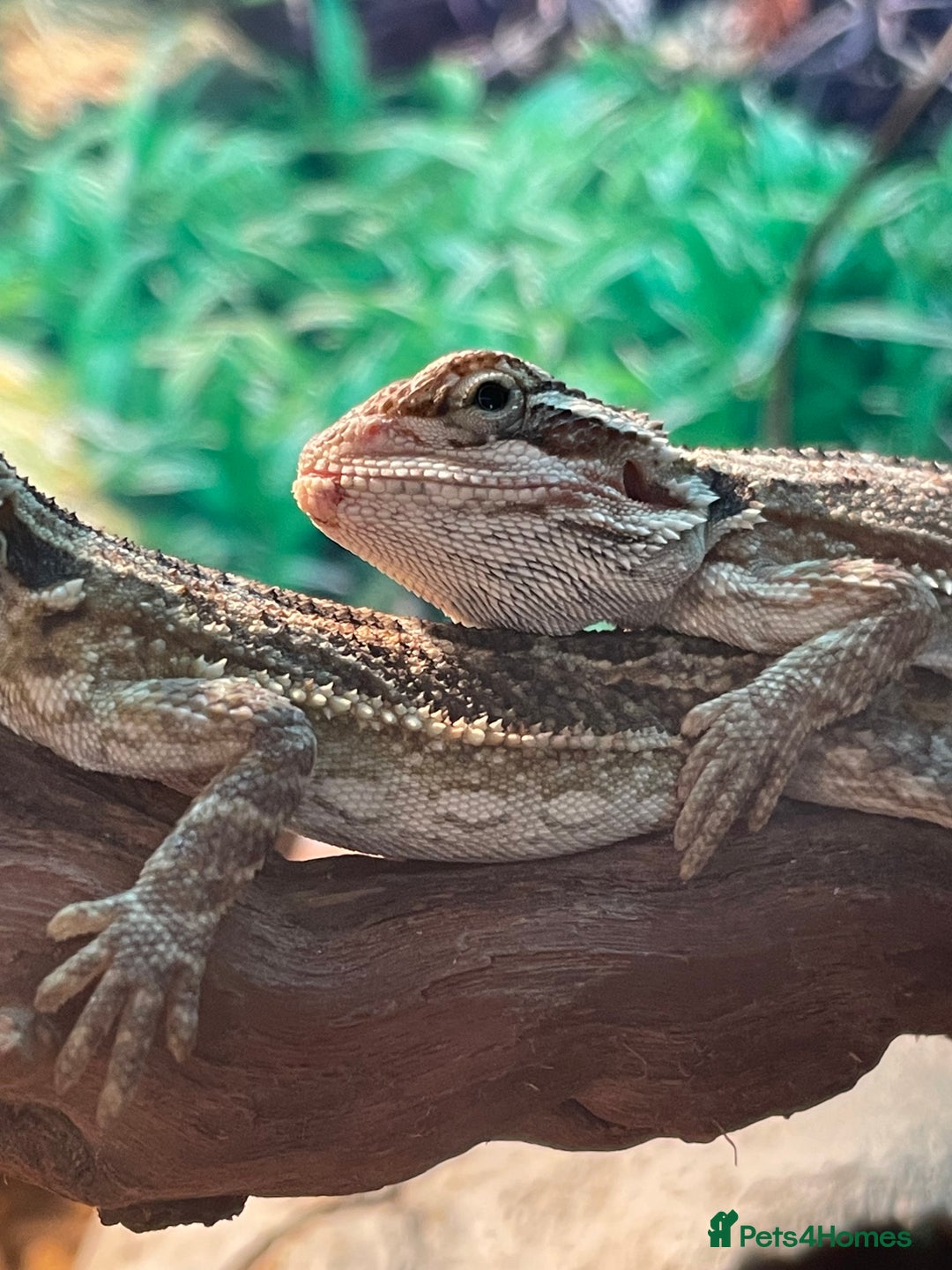 Bearded Dragon reptiles for sale: 5 baby bearded dragons for sale  - Image 4