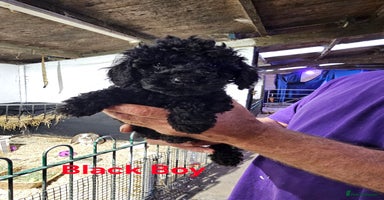 Toy Poodle dogs - Advert 6