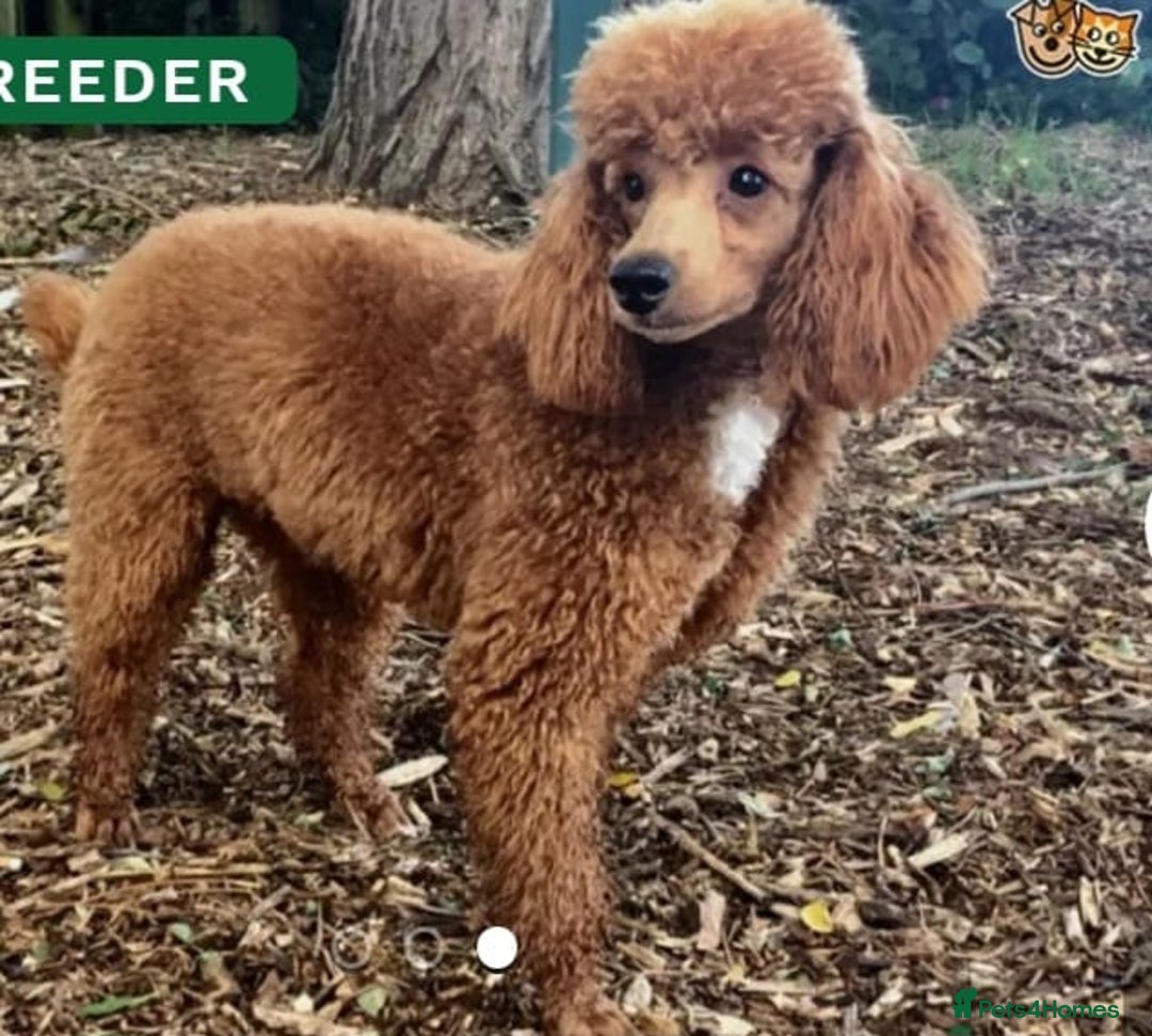 Cockapoo dogs for sale: F1B Cockapoo puppies  - Image 8