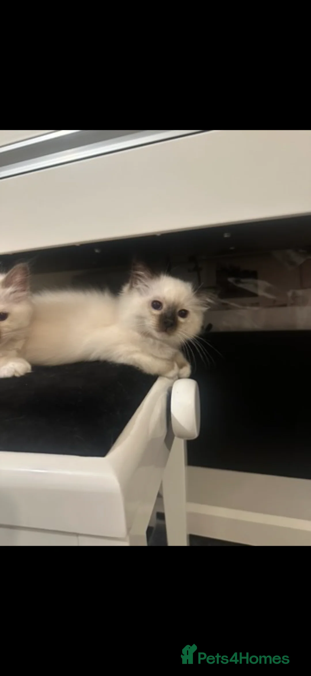 Birman cats for sale: Birman Kittens for sale. - Advert 1
