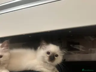 Birman cats Birman Kittens for sale. - Advert 5