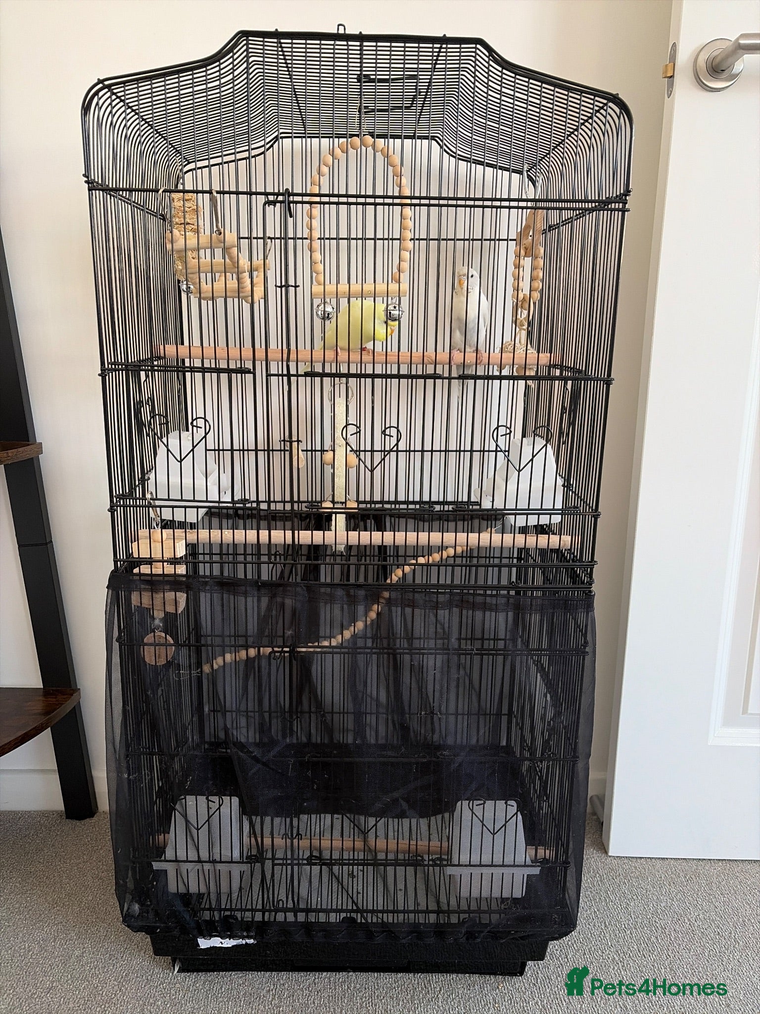 Budgerigars birds Female budgie for sale - Advert 2