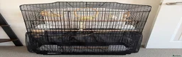 Budgerigars birds for sale: Female budgies for sale - Advert 5