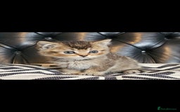 British Shorthair cats for sale: Stunning last British shorthair kitten  - Image 1