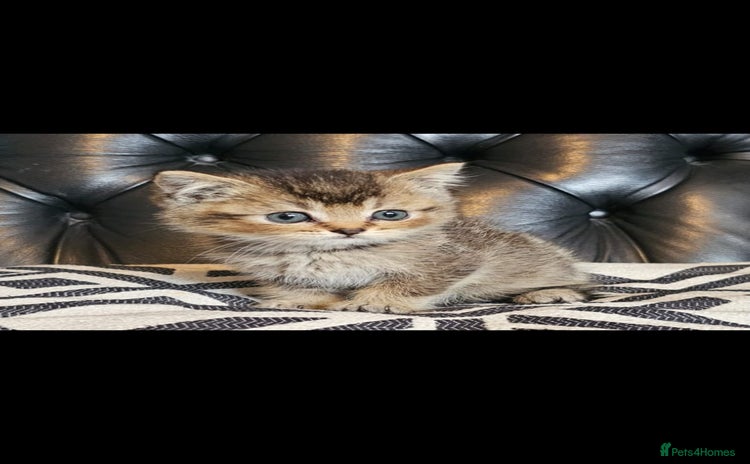 British Shorthair cats - Advert 15