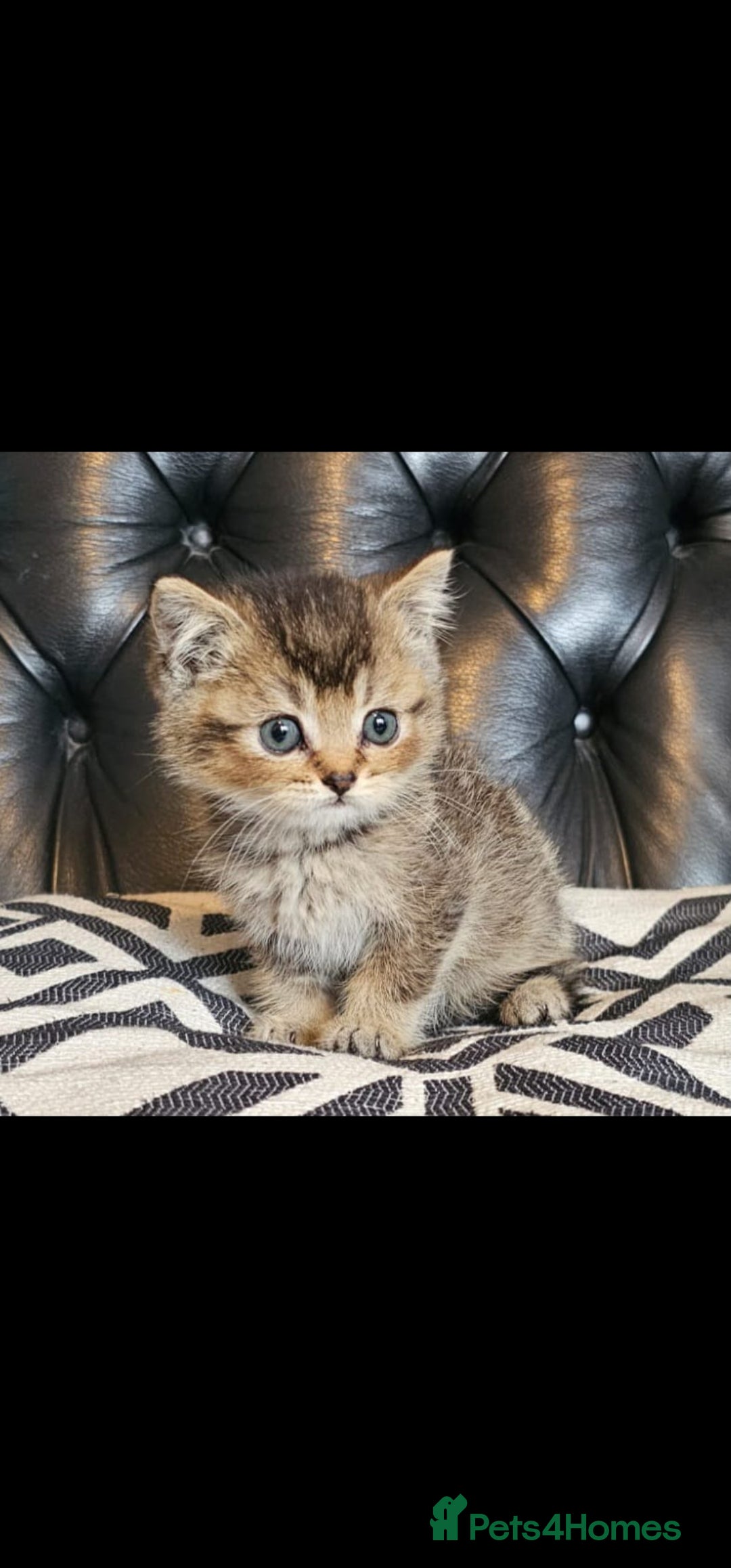 British Shorthair cats for sale: Stunning last British shorthair kitten  - Image 1