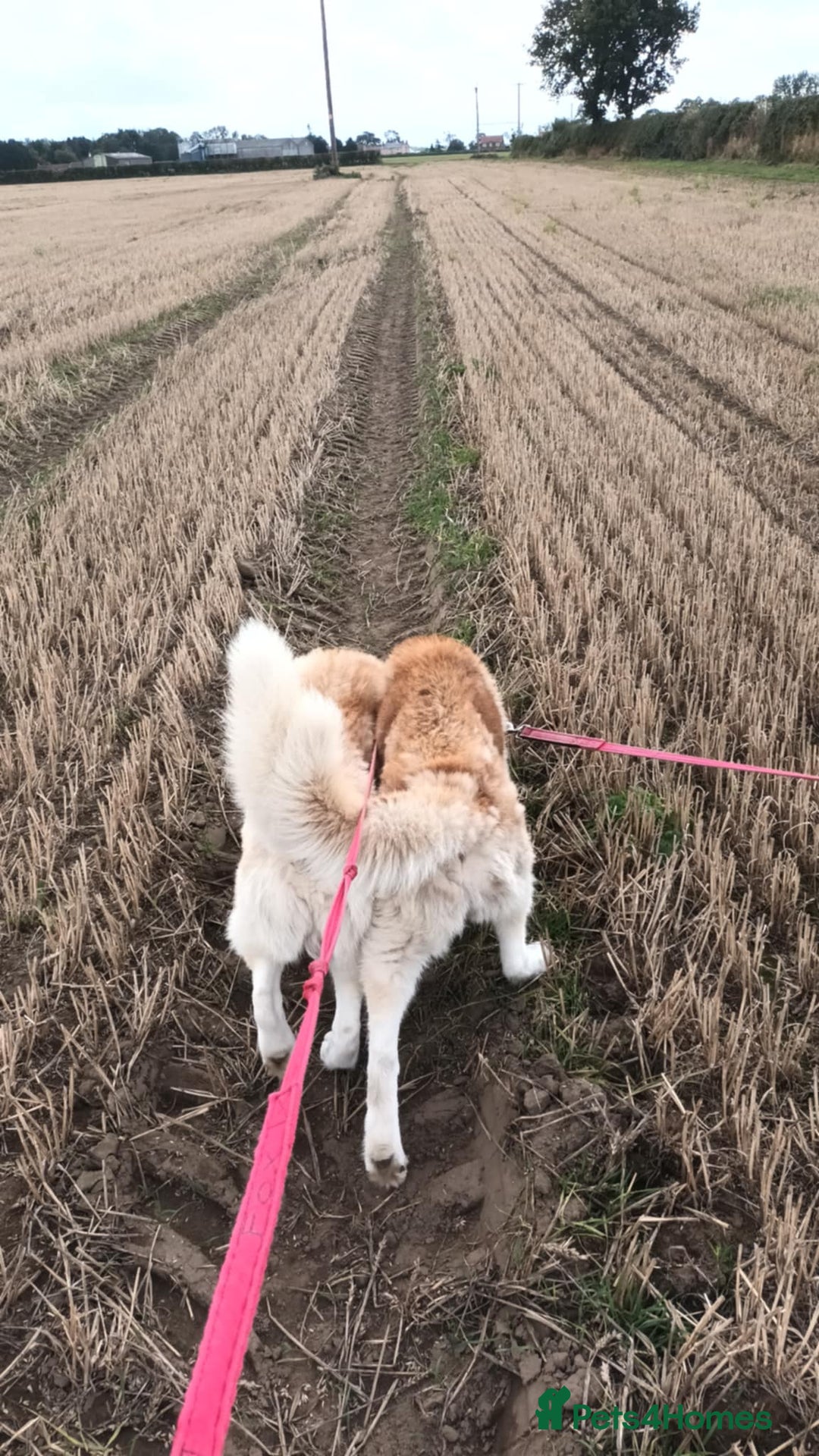 Siberian Husky dogs for sale: Two Siberian Husky Males - Image 8