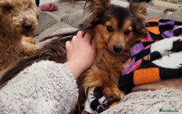 Mixed Breed dogs for sale: Coco  - Image 4