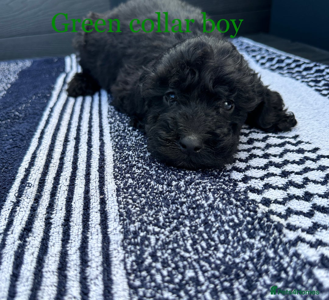 Cockapoo dogs for sale: F1 cockapoo puppies - Image 9