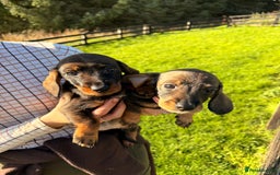 Dachshund dogs for sale: Wirehaired Teckel Bitches  - Image 1