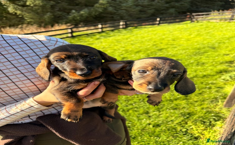Dachshund dogs - Advert 1