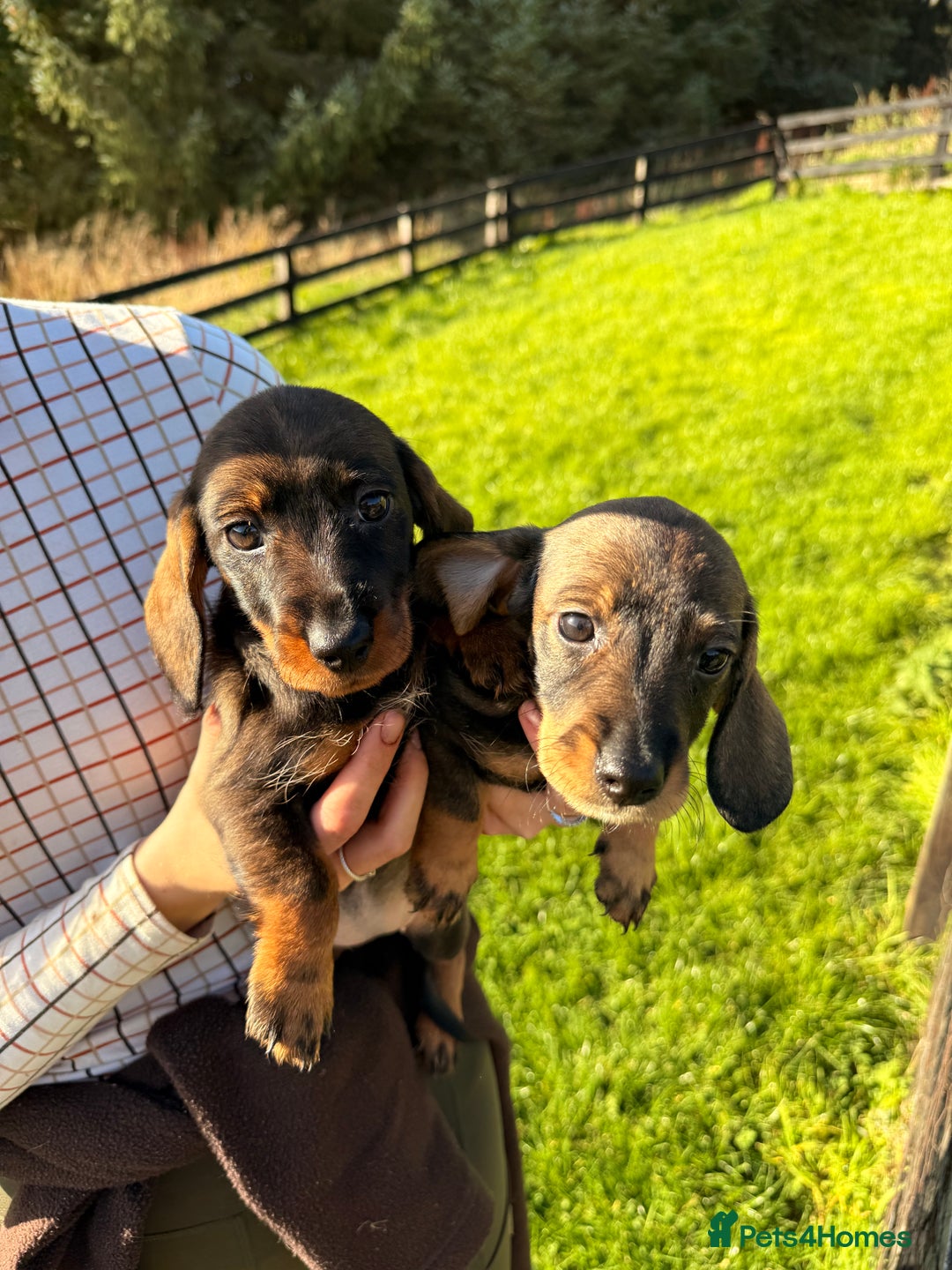 Dachshund dogs for sale: Wirehaired Teckel Bitches  - Image 1