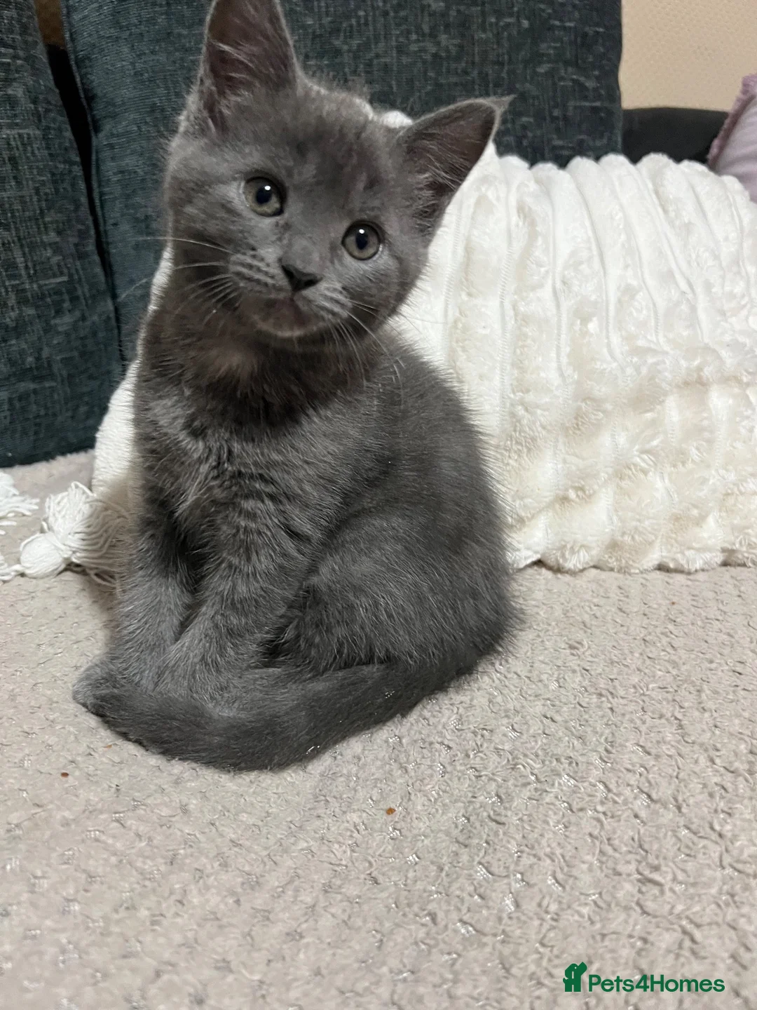 Mixed Breed cats for sale: Beautiful Grey kittens looking for a home  - Advert 2